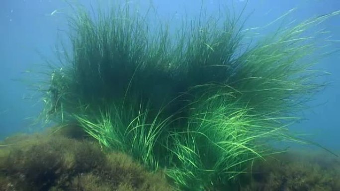 绿草丛生，海藻在海底。