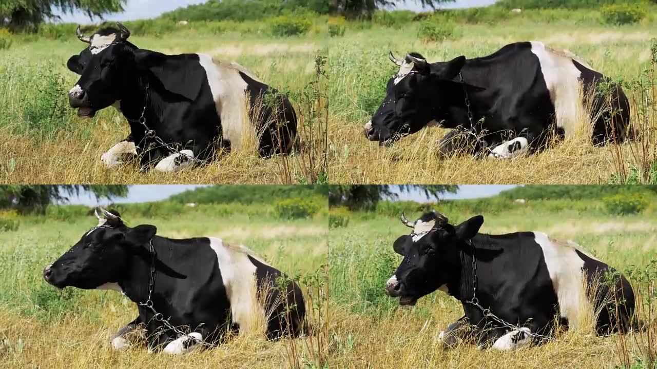 黑种白牛躺在草地上嚼草