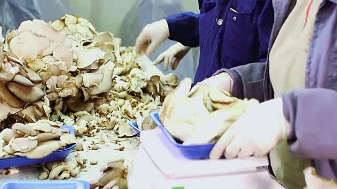 蘑菇厂工人在秤上分类称重和包装蘑菇