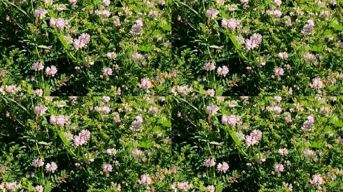 在一个阳光明媚的日子里，被风吹过的玫瑰花冠紫薇花