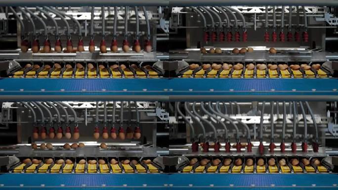 鸡蛋在工厂自动分拣