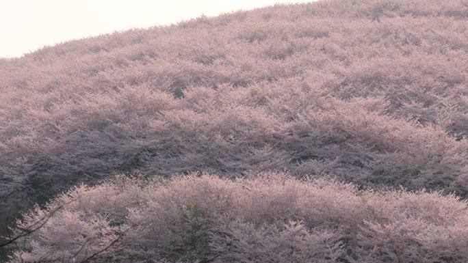 贵州平坝樱花园 春天空镜 唯美樱花树