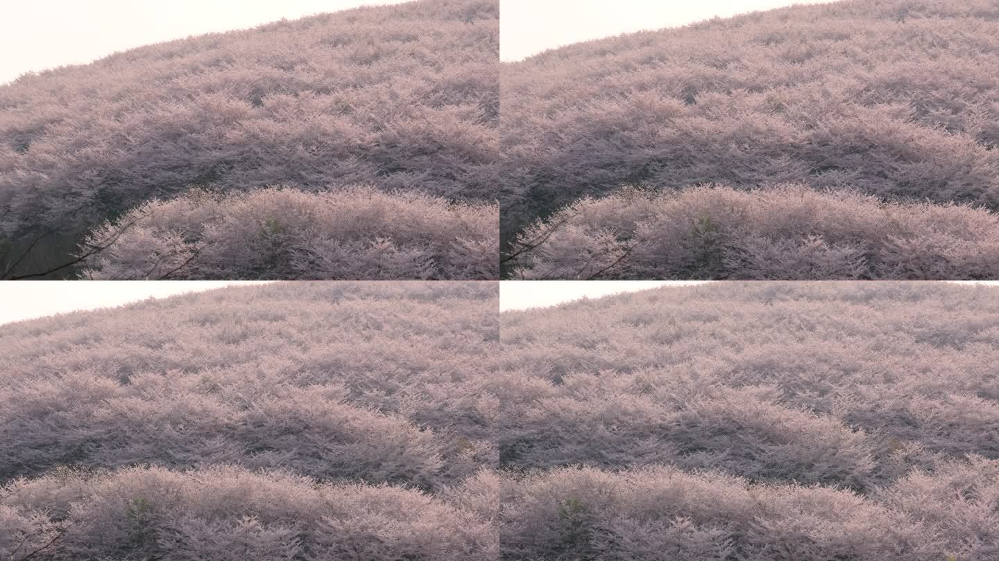 贵州平坝樱花园 春天空镜 唯美樱花树