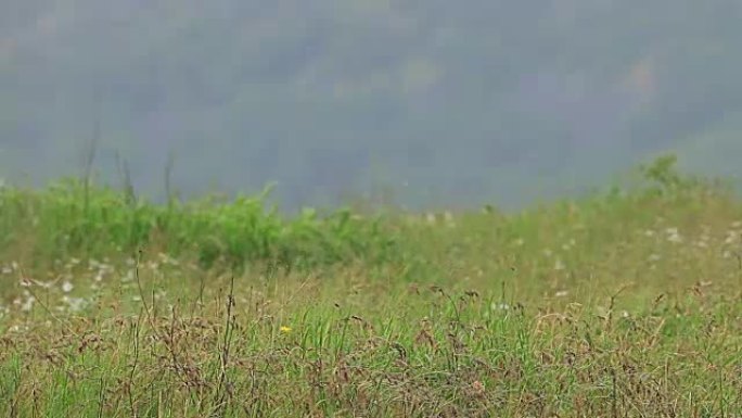 大冰雹暴雨