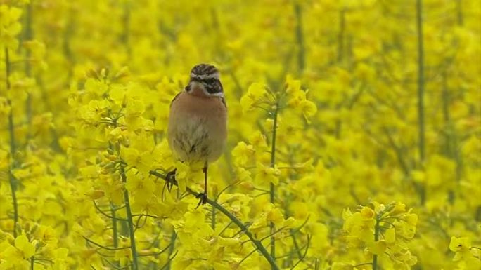 布朗罗宾-萨克斯科拉·鲁贝特拉-Whinchat