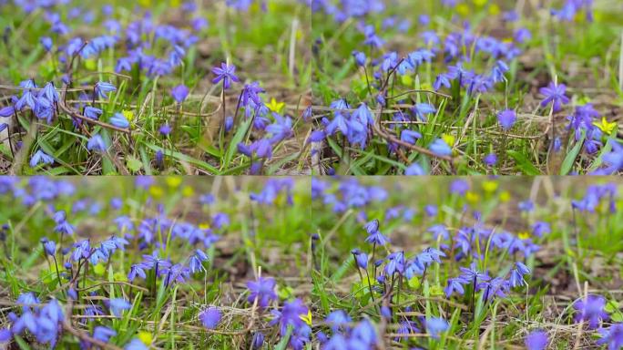 春天森林中的蓝色雪花莲