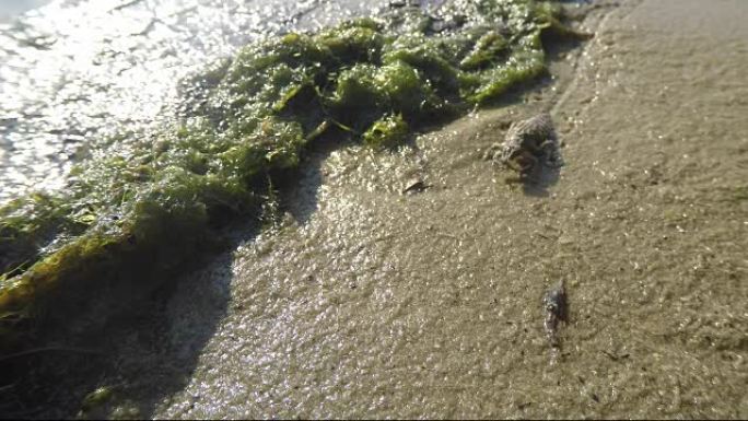 生长的蜻蜓幼虫在池塘岸边的沙子上爬行宏观特写拍摄