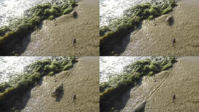 生长的蜻蜓幼虫在池塘岸边的沙子上爬行宏观特写拍摄