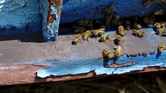 蜜蜂飞入蜂箱并从中摆脱