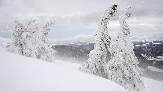 冬季暴风雪暴风雪，枞树上满是雪，植物上有冰霜