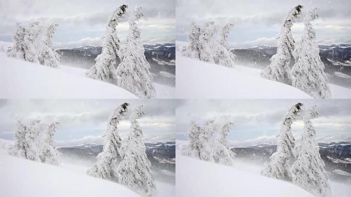 冬季暴风雪暴风雪，枞树上满是雪，植物上有冰霜