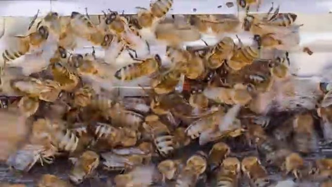 蜜蜂在蜂巢中