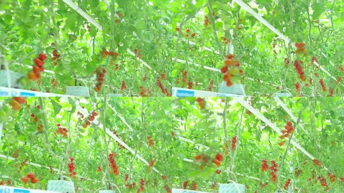 在树枝温室上生长的成熟天然西红柿