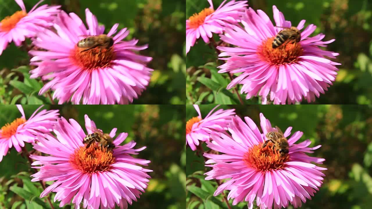 翠菊上的蜜蜂