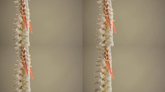 脊椎特写椎骨的复制品