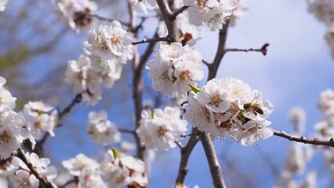 一棵开花的杏树。昆虫给花授粉。镜头剪辑4K，UHD，超高清