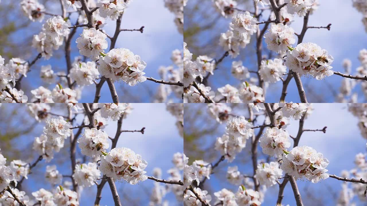 一棵开花的杏树。昆虫给花授粉。镜头剪辑4K，UHD，超高清