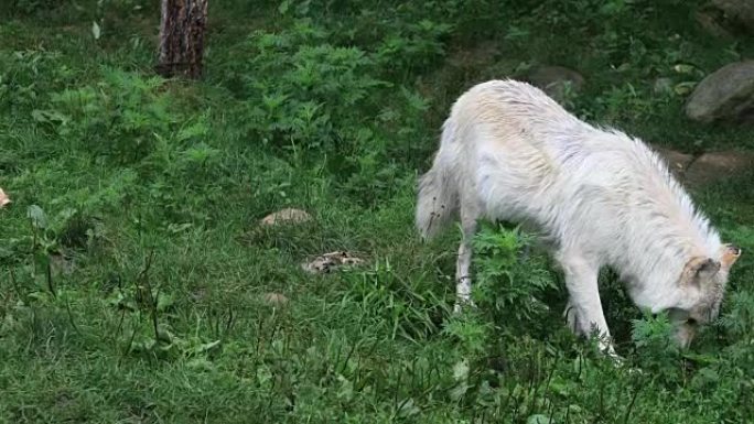 大灰狼，犬狼疮