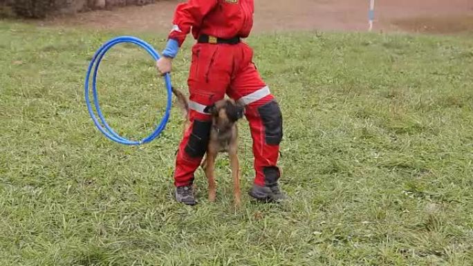 训练服务犬