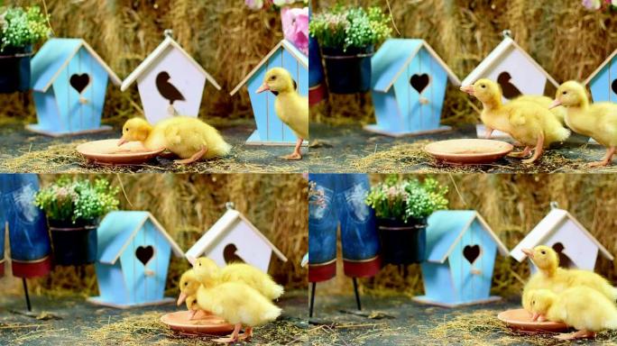 特写，三只黄色的小鸭子从一个盘子里喝水。背景是干草堆的彩色小鸟舍。带有主题装饰的工作室视频