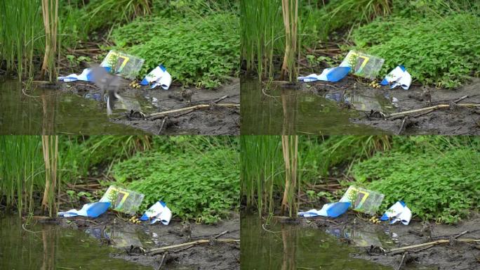 一只鸟追赶另一只鸟站在河边的垃圾附近