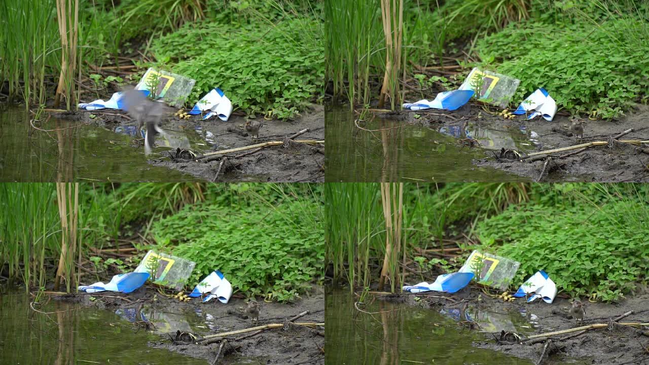 一只鸟追赶另一只鸟站在河边的垃圾附近
