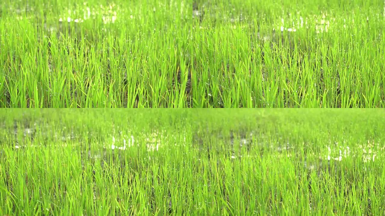早晨日出景观中的热带绿色稻田
