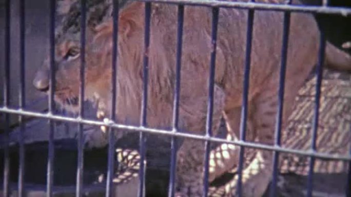 1973: 雄狮跳上笼子。