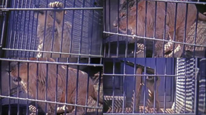 1973: 雄狮跳上笼子。