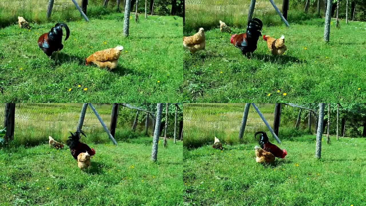 草地上的公鸡和鸡