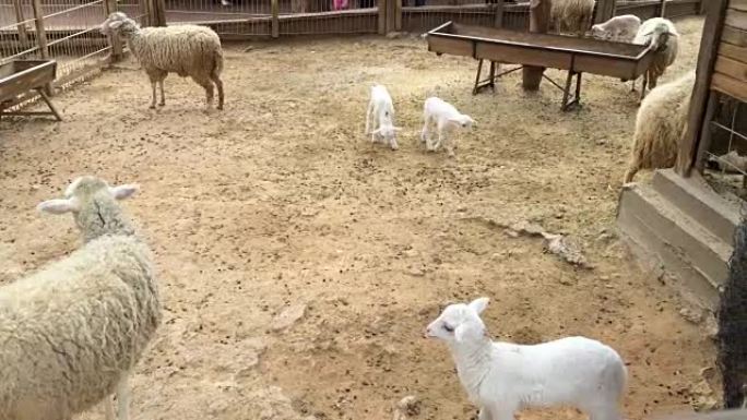绵羊和羔羊散步。养羊场