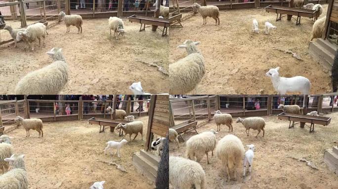 绵羊和羔羊散步。养羊场