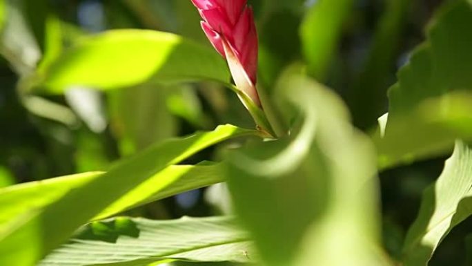 热带花卉茂宜岛，夏威夷