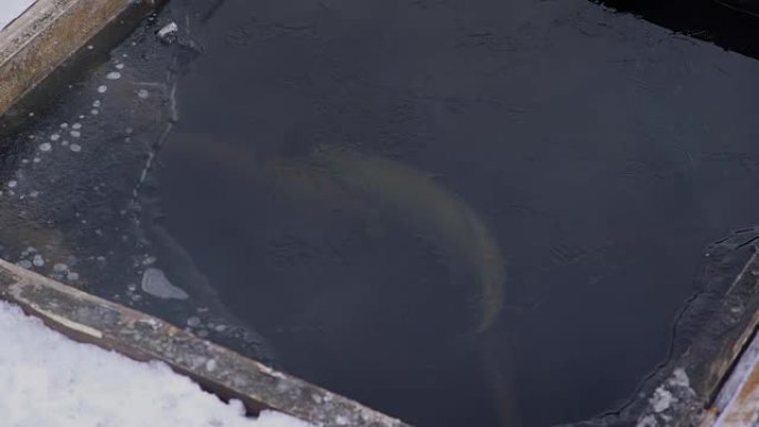 在鳟鱼农场，冰鱼下的开口在冬天游泳