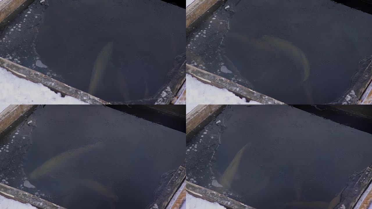 在鳟鱼农场，冰鱼下的开口在冬天游泳