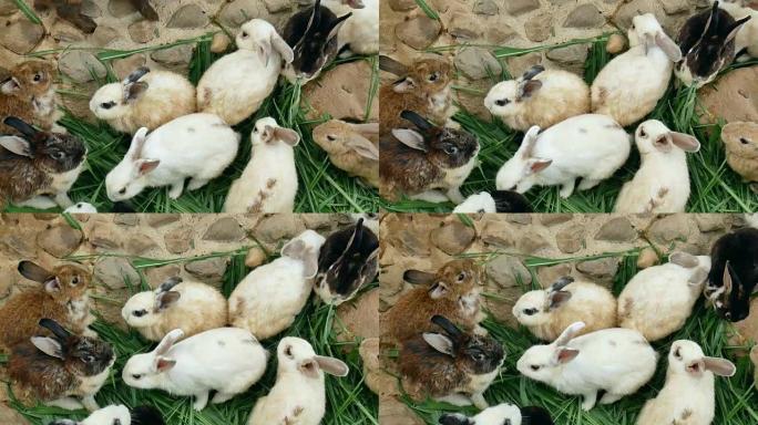 白兔吃草