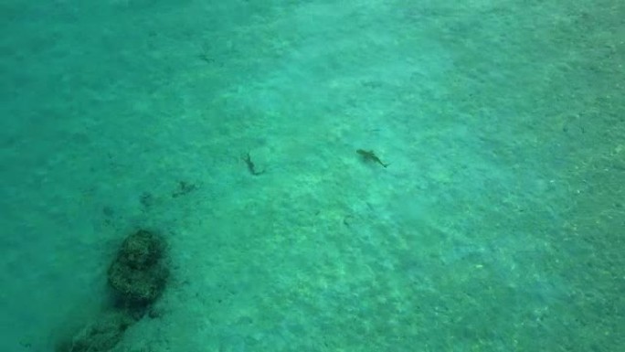 4k绿松石海水中鲨鱼上方的鸟瞰图