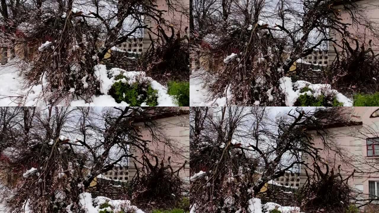 春天暴风雪的后果。断花树，雪枝，雪花，降雪，气候变化