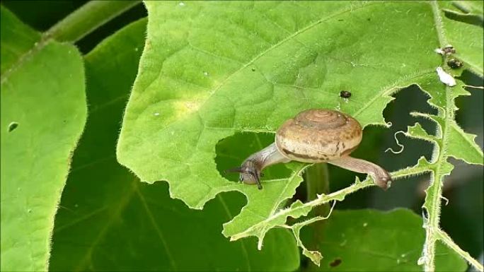 小蜗牛喜欢吃泰国乡村的绿叶