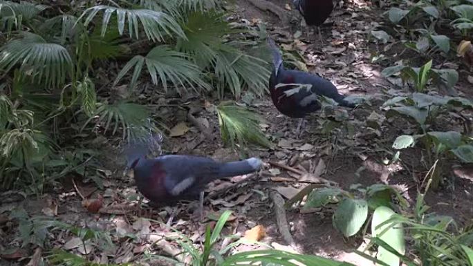 丛林中加冕鸽子的视频。