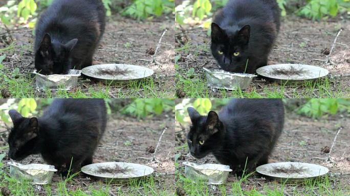 黑色流浪猫