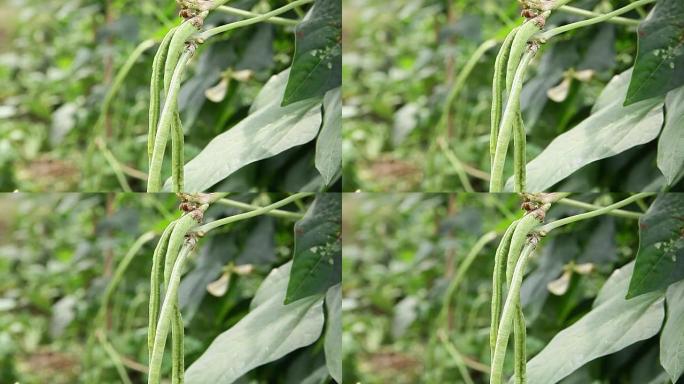 田间生长的牛豌豆