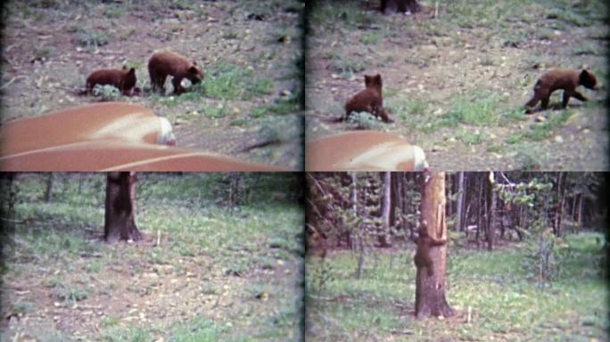 1965: 小灰熊幼崽和母亲一起害怕时爬树。