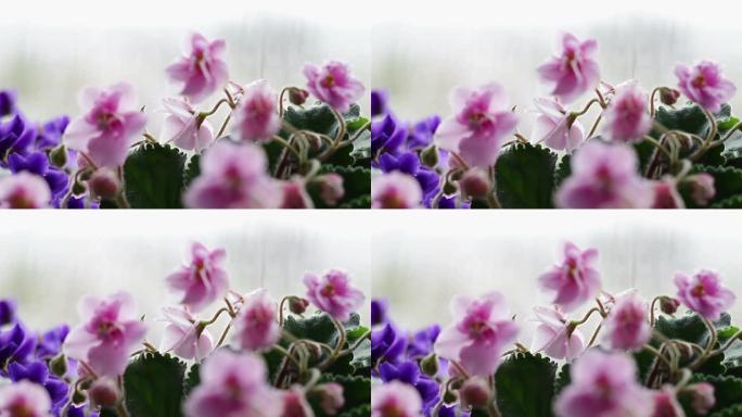 下雨的时候，窗台上的花盆里放着鲜花