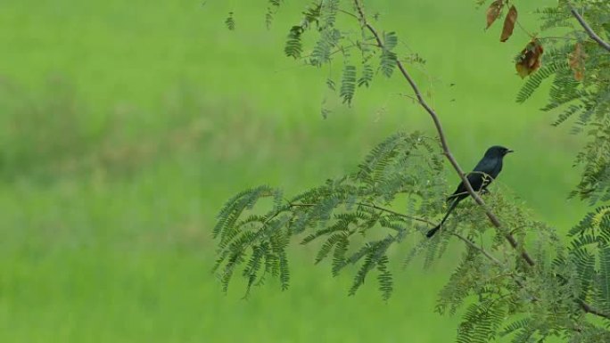 野外树枝上的黑色drongo