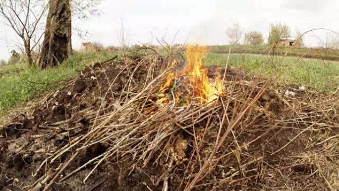 在树附近的田野里，许多燃烧的干木棒在烟尘中燃烧