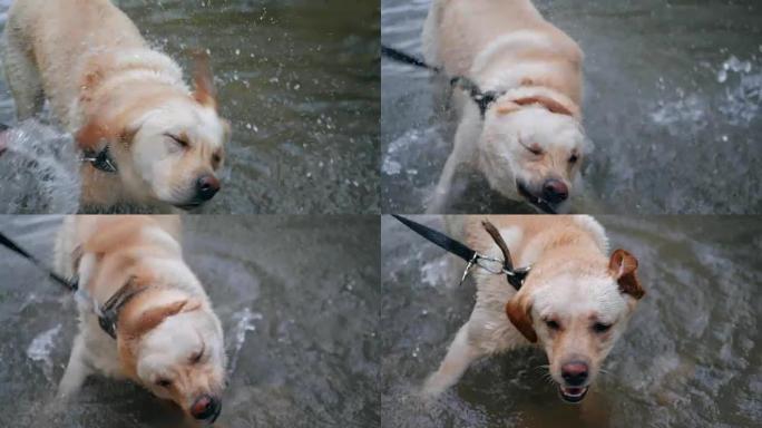 湿狗在慢动作中甩掉水的特写镜头。长着拐杖的成年拉布拉多犬在河上沐浴，享受大自然。有趣的动物