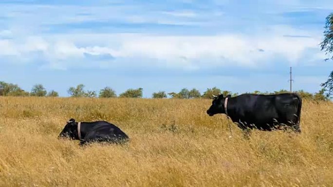 奶牛在小麦草地上吃草