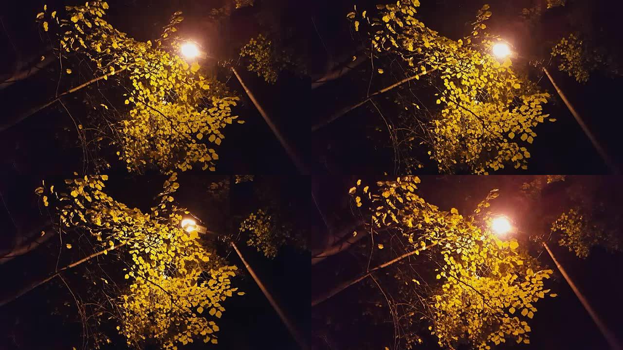 黄色的叶子和夜晚的灯光。