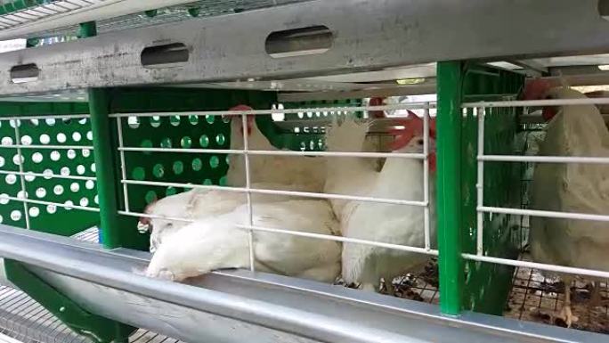 鸡舍中有槽的笼子里的白色鸡